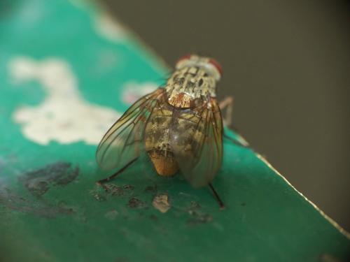 Réf. 277 071 : Phaonia valida